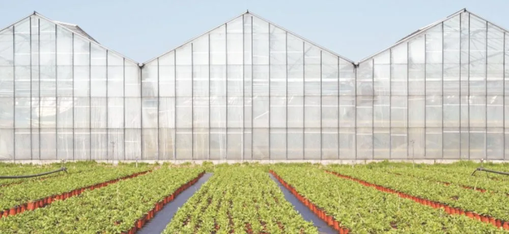 Greenhouse with translucent roof and wall glazing above planted rows